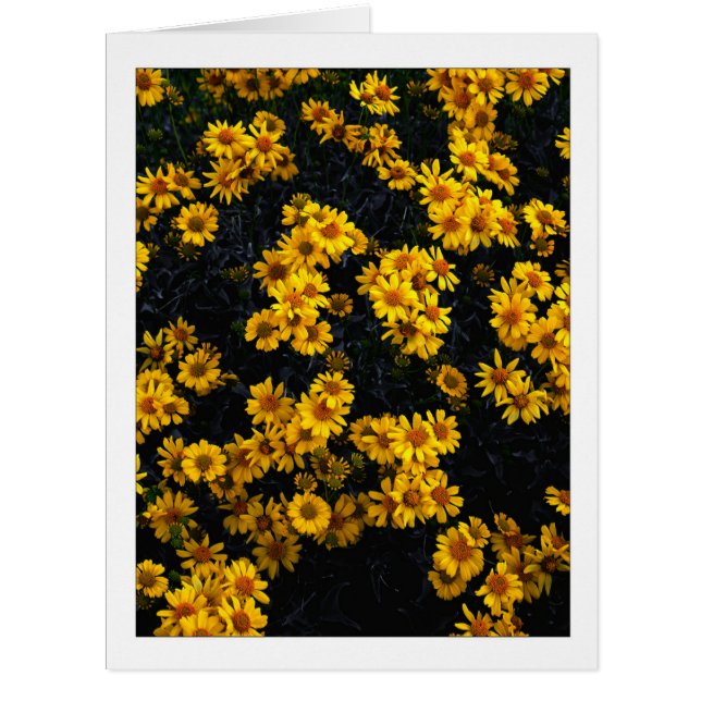 " Color Me Yellow " Cards (Front)