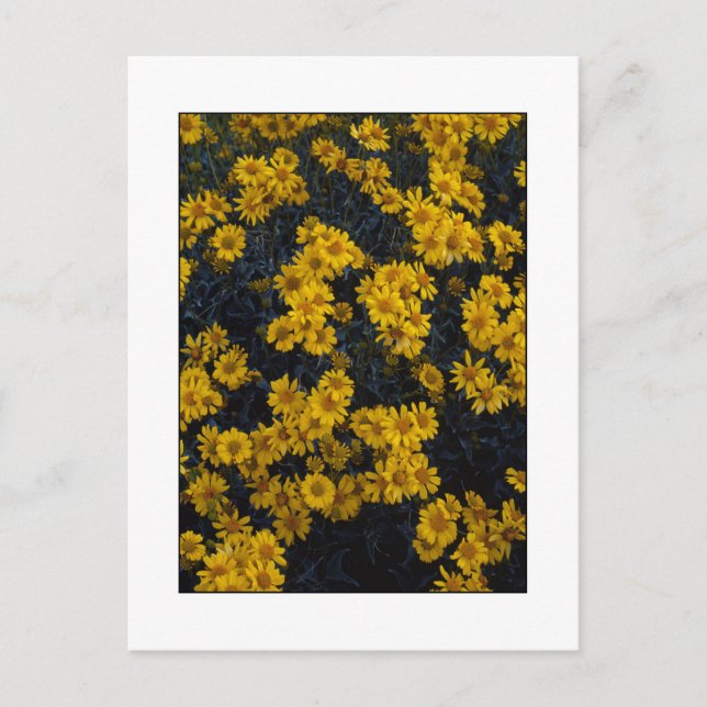 " Color Me Yellow " Postcard (Front)