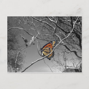 Color Monarch Postcard