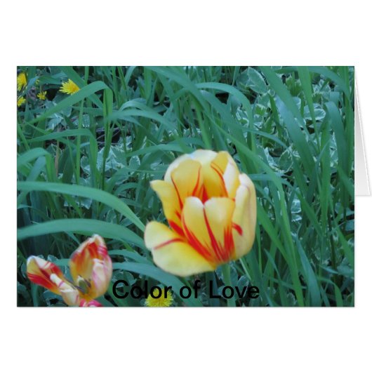 Color of Love Cards (Front Horizontal)