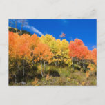 Color On The Mountain Postcard at Zazzle