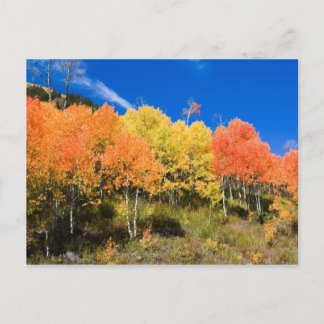 Color on the Mountain Postcard