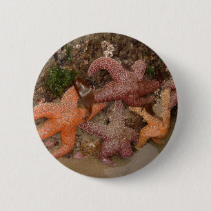 Color Photo (4) Starfish/Sea Star at Haystack Rock Button