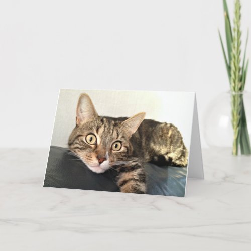 Color Photo Of Cat Relaxing Card