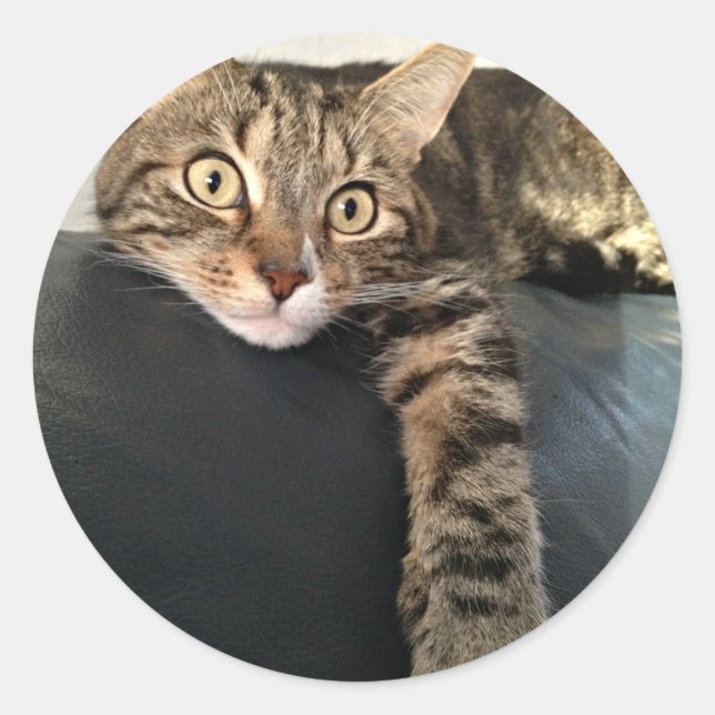 Color Photo Of Cat Relaxing Classic Round Sticker (Front)