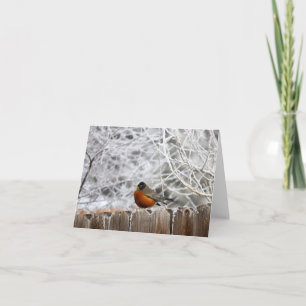 Color Photo Robin in Winter Note Card