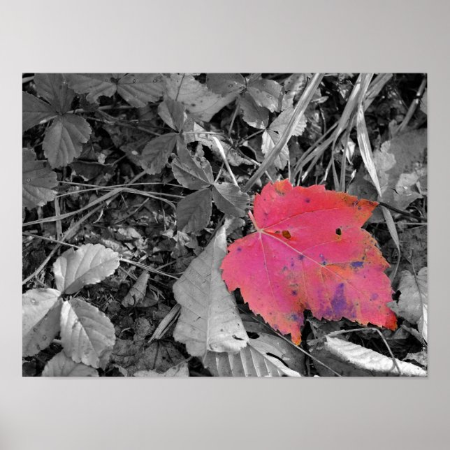 Color Pop Red Leaf Poster (Front)