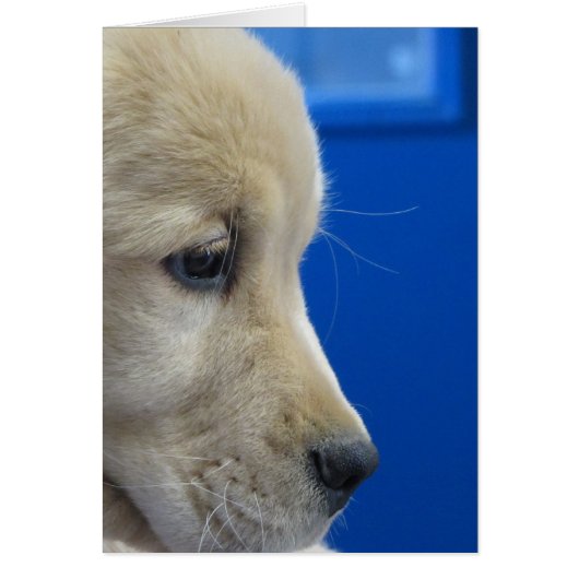 Color Pup Profile (Front)