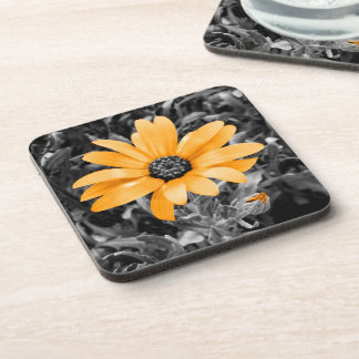 Color Splash Spring Flash African Daisy Photograph Beverage Coaster