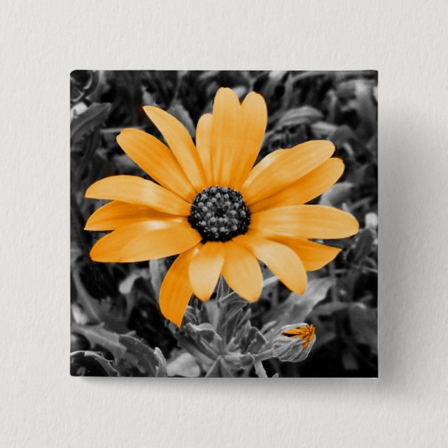 Color Splash Spring Flash African Daisy Photograph Pinback Button (Front)