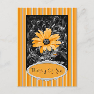 Color Splash Spring Flash African Daisy Photograph Postcard
