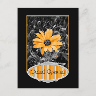Color Splash Spring Flash African Daisy Photograph Postcard