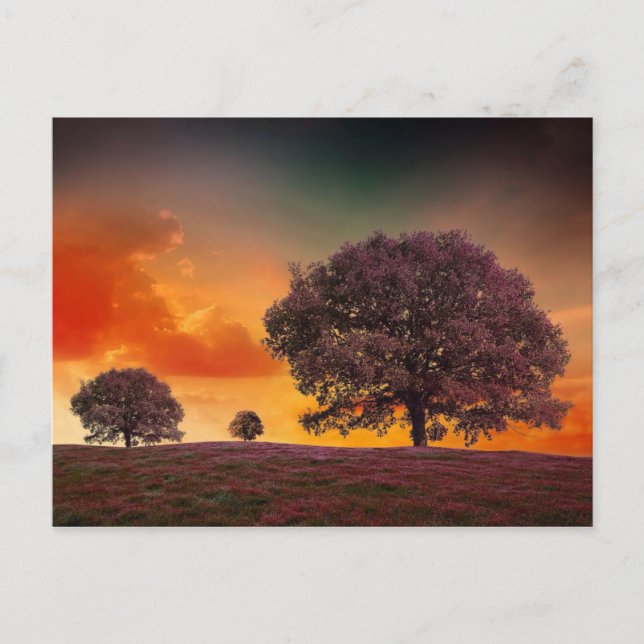 Color trees sky beautiful nature scenery postcard (Front)
