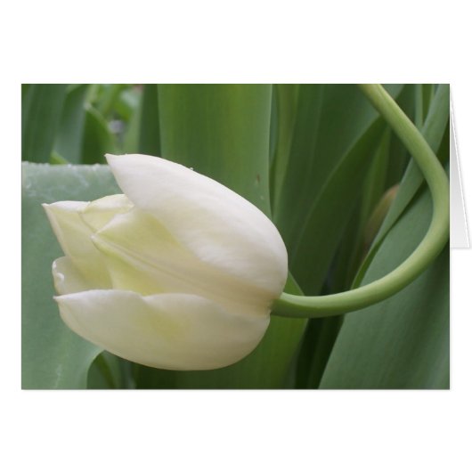 color tulip cards (Front Horizontal)