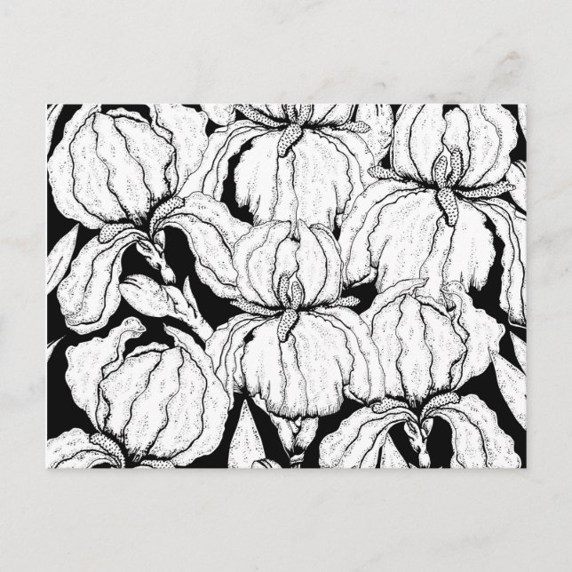 Color Your Own Iris Flowers Postcard (Front)