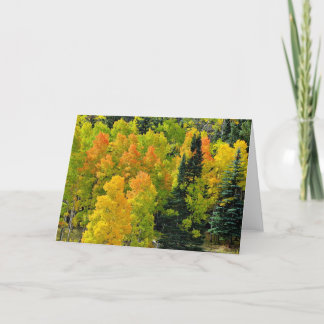 Colorado Aspen Grove Card