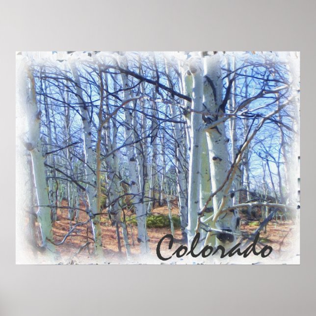Colorado aspen tree scenic poster (Front)