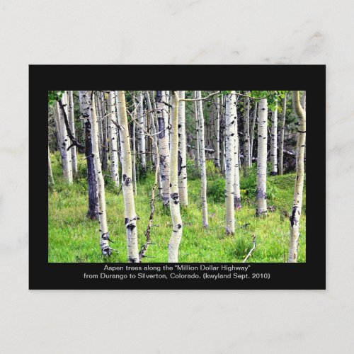 Colorado Aspen Trees Postcard