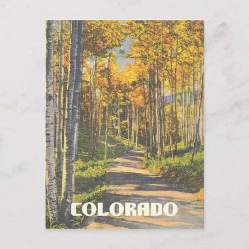 Colorado Aspen Trees Vintage Postcard