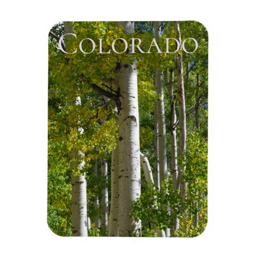 Colorado Aspens Designer Fridge Magnet