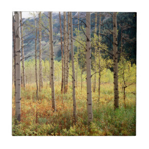Colorado, Autumn colors of aspen trees Ceramic Tile