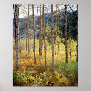 Colorado, Autumn colors of aspen trees Poster