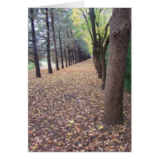 Colorado Autumn Lane Cards