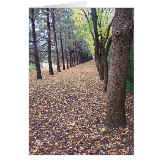 Colorado Autumn Lane Cards (Front)
