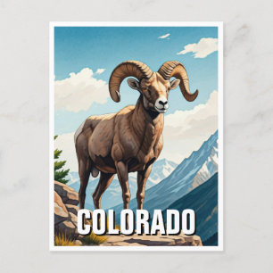 Colorado Bighorn sheep travel souvenir Postcard