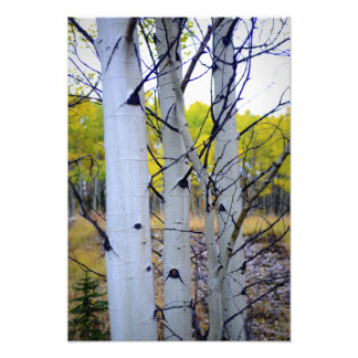Colorado Birch Trees Photo Print
