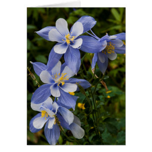 Colorado Blue Columbine near Telluride Colorado