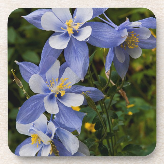 Colorado Blue Columbine near Telluride Colorado Beverage Coaster (Front)