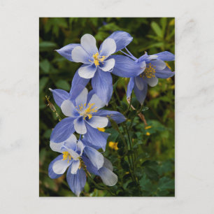 Colorado Blue Columbine near Telluride Colorado Postcard