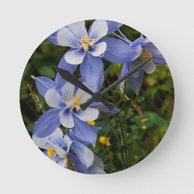 Colorado Blue Columbine near Telluride Colorado Round Clock (Front)