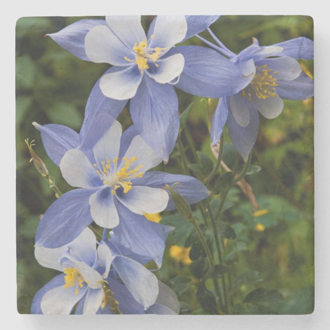 Colorado Blue Columbine near Telluride Colorado Stone Coaster (Front)