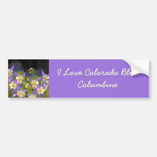 Colorado Blue Columbine Painting _ Original Art Bumper Sticker