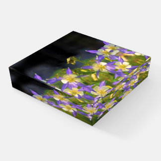 Colorado Blue Columbine Painting - Original Art Paperweight