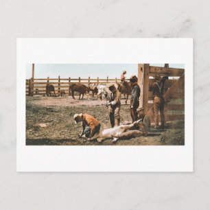 Colorado Branding 1904 Postcard