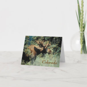 colorado bull moose Note Card