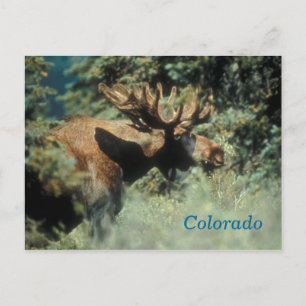 Colorado bull moose postcard