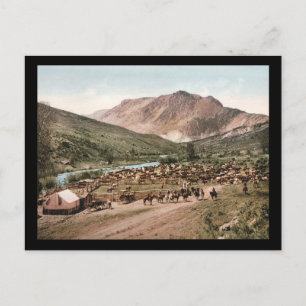 Colorado Cattle Roundup 1897 Postcard