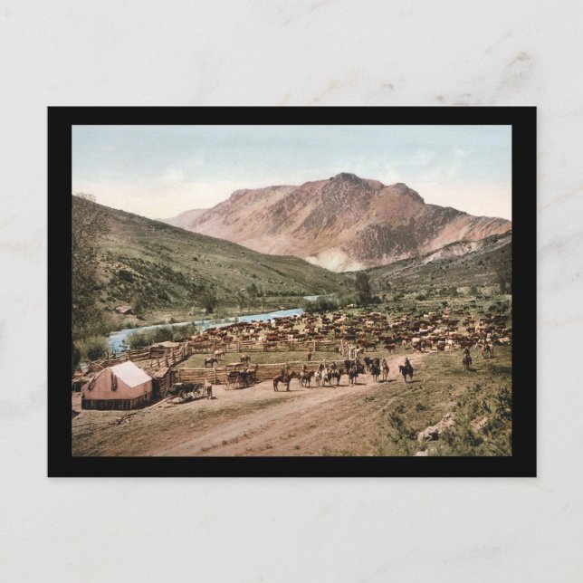 Colorado Cattle Roundup 1897 Postcard (Front)