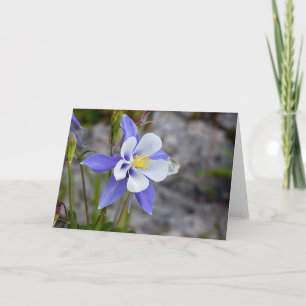 Colorado Columbine Card