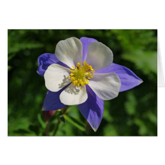 Colorado Columbine Cards