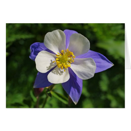 Colorado Columbine Cards (Front Horizontal)