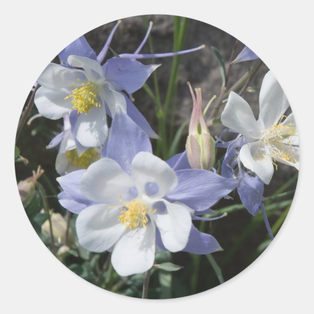 Colorado columbine classic round sticker (Front)