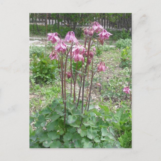 Colorado Columbine Flower Postcard (Front)