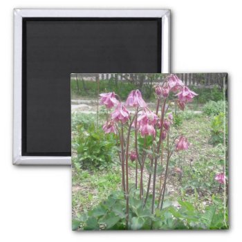 Colorado Columbine Magnet by Rinchen365flower at Zazzle