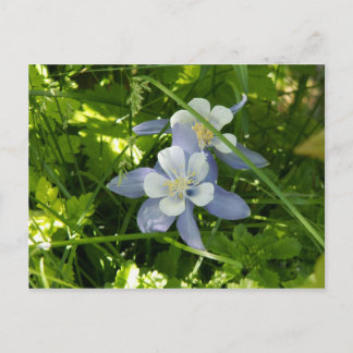 Colorado Columbine Postcard
