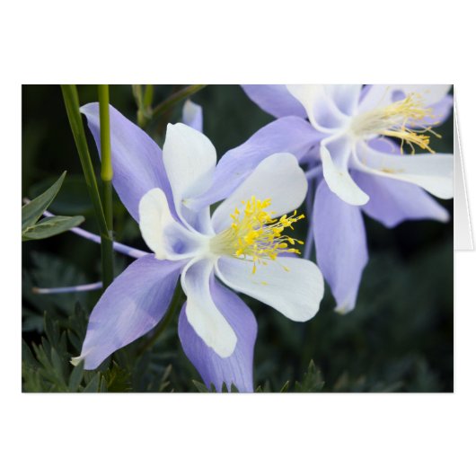 Colorado Columbines Cards (Front Horizontal)